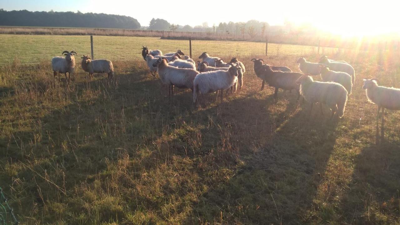 Bed and Breakfast Pipowagen Elsebein Groningen Westerwolde Unieke Ligging Met Eigen Tuin En Vrij Uitzicht Over Veld Naar Natuurgebied Onstwedde Zewnętrze zdjęcie