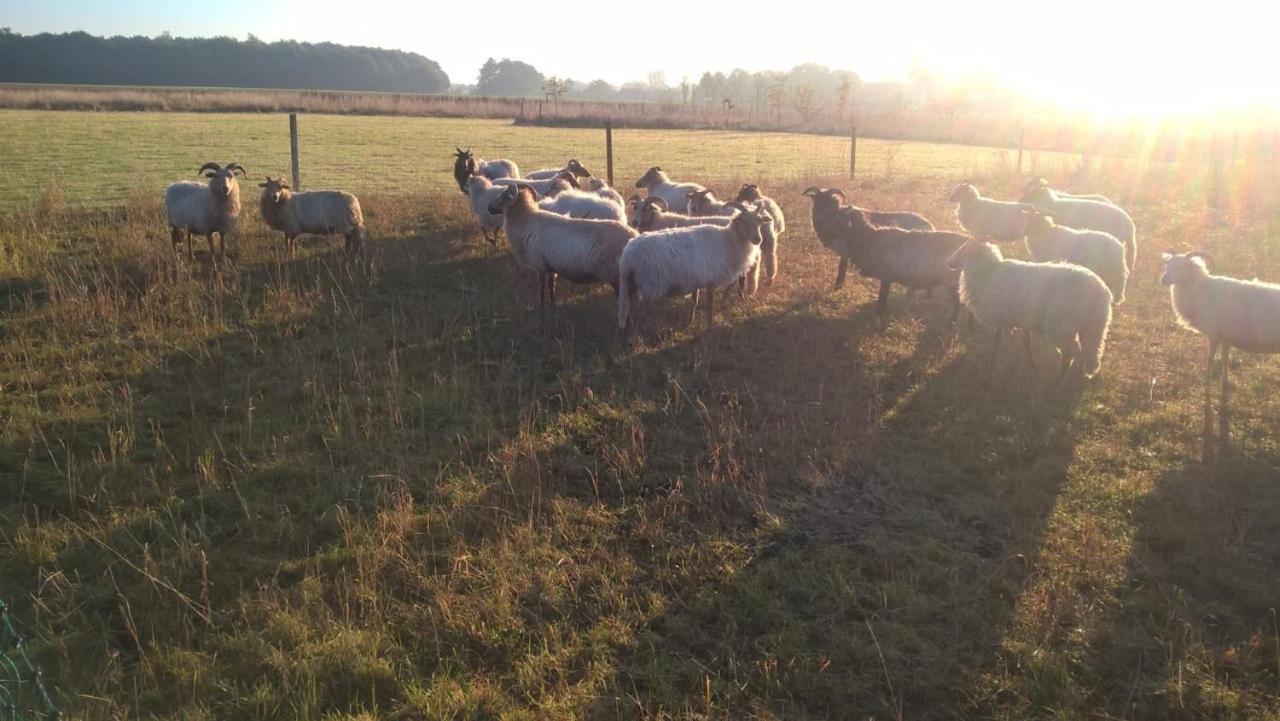 Pipowagen Elsebein Groningen Westerwolde Unieke Ligging Met Eigen Tuin En Vrij Uitzicht Over Veld Naar Natuurgebied Onstwedde Zewnętrze zdjęcie