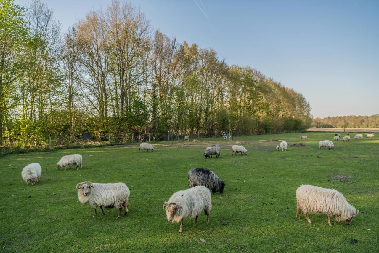 Pipowagen Elsebein Groningen Westerwolde Unieke Ligging Met Eigen Tuin En Vrij Uitzicht Over Veld Naar Natuurgebied Onstwedde Zewnętrze zdjęcie